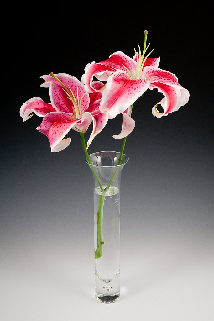 Cecilia-s-Flower-1898.jpg