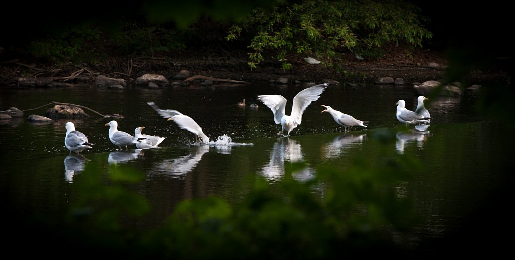 Heron-falls-2015-6-3093.jpg