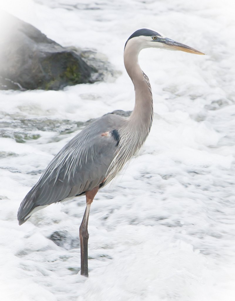 Heron-3838.jpg