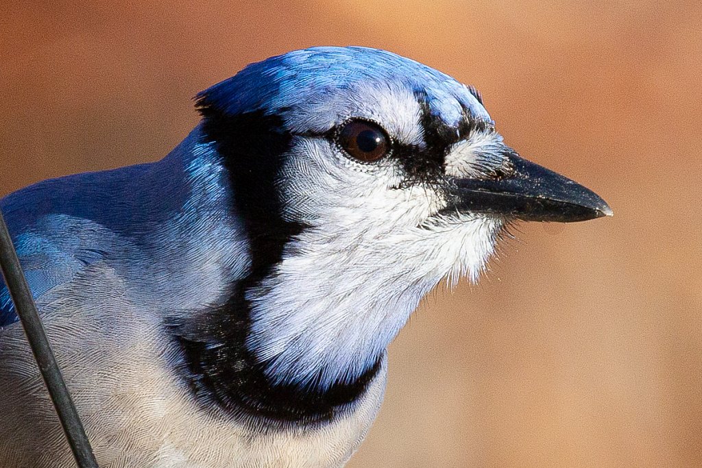 Bird-feeder-2018-3-29-8062.jpg