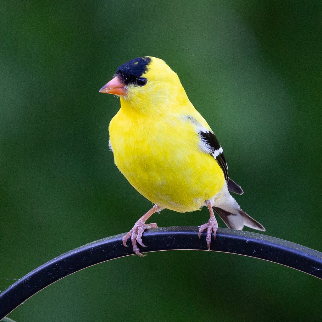 Bird-feeder-8965.jpg
